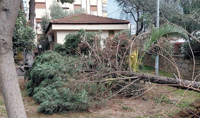 Manisa'da kuvvetli rüzgar nedeniyle çatılar uçtu, ağaçlar devrildi; 1 yaralı