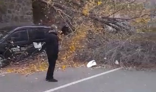 Samsun'da fırtına; ağaçlar devrildi