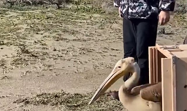 Yaralı ak pelikan 5 aylık tedavisinin ardından doğaya salındı