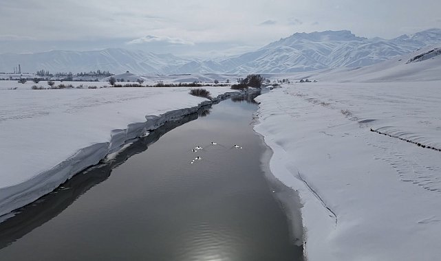 Yüksekova'da ördekler, yüzeyi kısmen buz tutan derede yüzdü