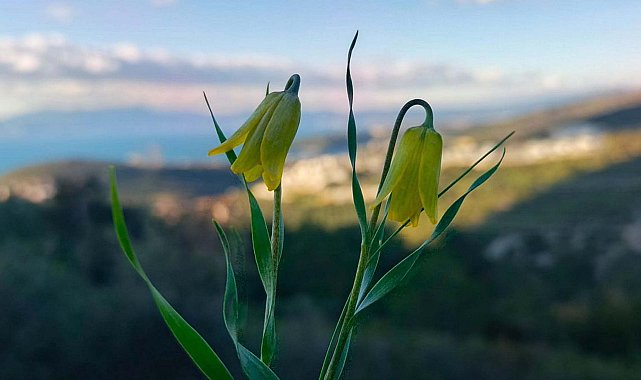 Kuşadası'nda 'ağlayan gelinler' çiçek açmaya başladı