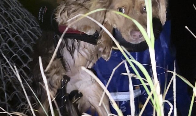 Manisa'daki selde kurtarılan 3 köpek, Bursa'da tedaviye alındı