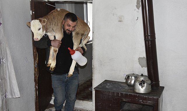Hasta buzağıyı biberonla besliyorlar