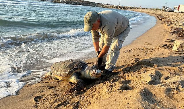 Kuşadası'nda aynı gün 3 deniz kaplumbağası ölü bulundu