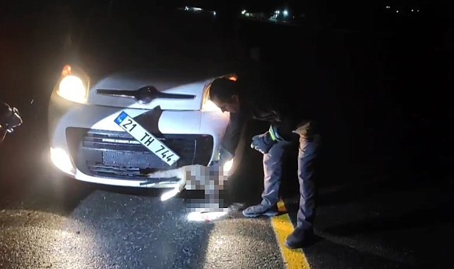 Tilki, kendisine çarpan aracın tamponuna sıkıştı