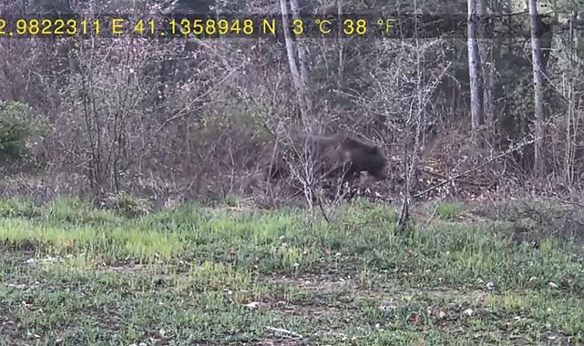 Evinin yakınındaki ormana fotokapan kurup, yaban hayatı görüntüledi