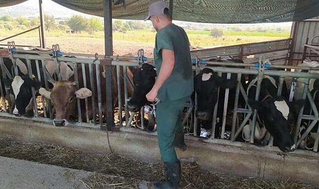 Aydın'da şap hastalığı: 17 mahallede karantina tedbirleri alındı