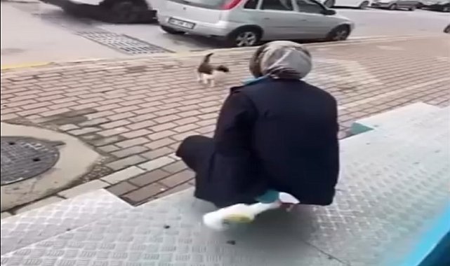 Kedinin yüzüne yağ çözücü sprey sıkan market çalışanı adli kontrol şartıyla serbest