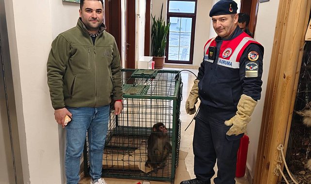Köy yolunda bulunan 'Hint şebeği' cinsi maymun koruma altına alındı
