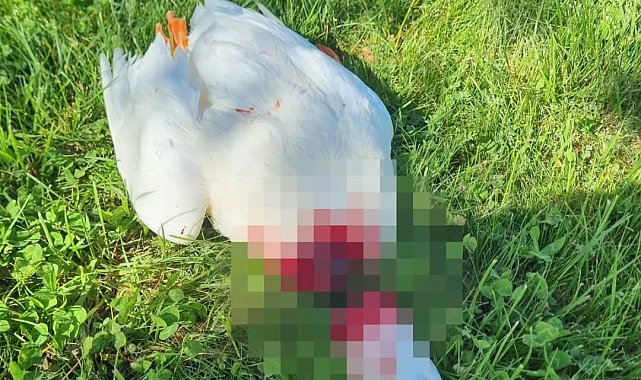 Nevşehir'de başı kesilmiş kaz bulundu