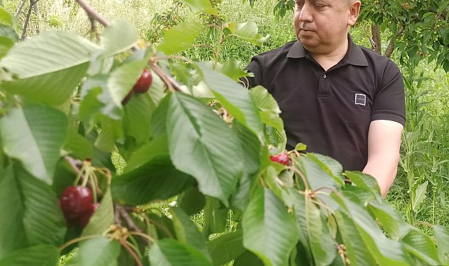 Akşehir kirazında 'rekolte' sevinci