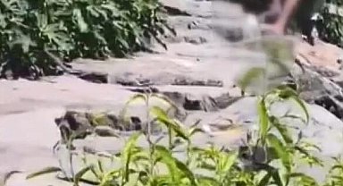 Avcılar'da köpeğe şiddet uygulayan şüpheli tutuklandı