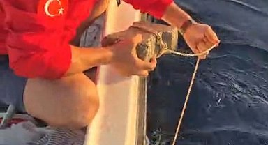 Ayağına parke taşı bağlanmış deniz kaplumbağasını kurtardılar