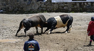 Ayder'de boğa güreşi heyecanı