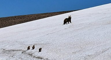 Ayı ile 3 yavrusu Kösedağ'ın zirvesinde dronla görüntülendi