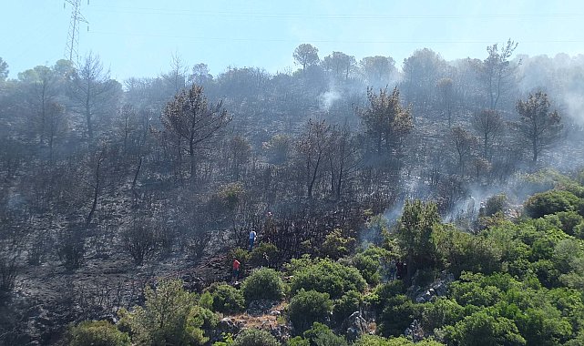Balıkesir'de orman yangını