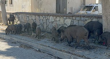 Bodrum merkezde domuz sürüsü görüldü