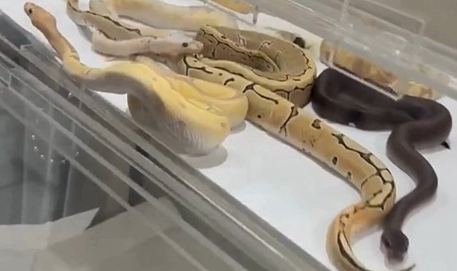 Çatalca'da evde izinsiz beslenen 42 yılana el konuldu