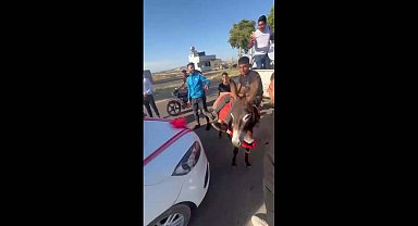 Çocuk çobanlar, eşekle düğün konvoyunun önünü kesip damattan bahşiş aldı