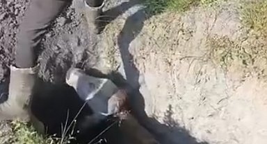 Define aramak için kazılan çukura düşen inek kurtarıldı
