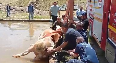 Düştüğü havuzda çamura saplanan inek kurtarıldı
