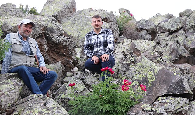 Erciyes Dağı eteklerinde şakayıklar ilk kez haziranda çiçek açtı; koparmanın cezası 699 bin TL