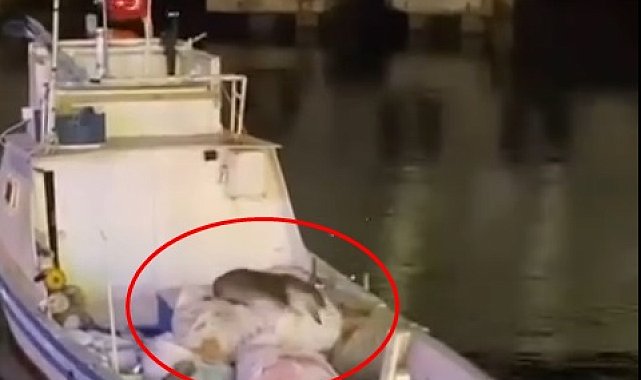 Erdek'te balıkçı teknesine çıkan su samuru görüntülendi