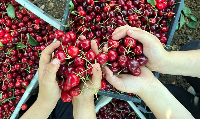 Gaziantep'te önce kuraklık sonra fırtınadan etkilenen kiraz, ihraç edilemeyecek