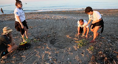 Hava ısındı, caretta yuvaları arttı