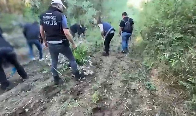 Hevsel Bahçeleri'nde 12 bin 174 kök kenevir ele geçirildi