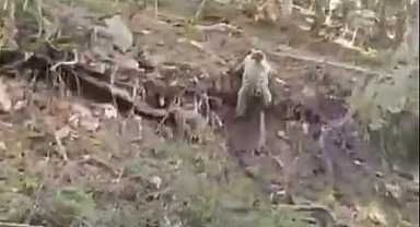 Kara yoluna inen yavru ayılar kamerada