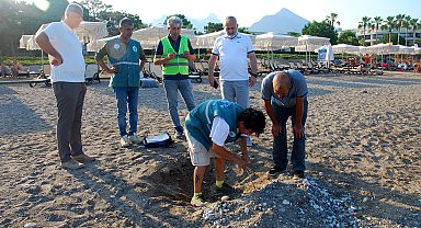 Kemer sahillerinde tespit edilen 38 deniz kaplumbağası yuvası korumaya alındı
