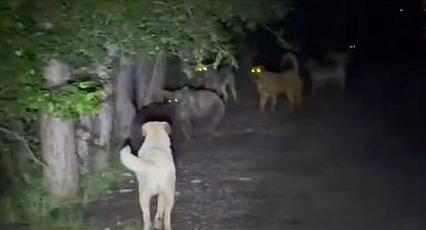 Kızılcahamam'da başıboş köpeklerin, ayılarla karşı karşıya geldiği anlar kamerada