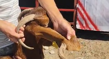 Kulağında boynuz çıkan keçi görenleri şaşırttı