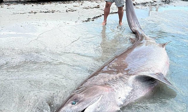 Kuşadası'nda sahile ölü köpek balığı vurdu