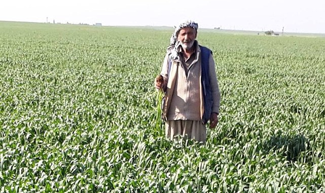 Mardin'de otomobiller çarpıştı: 1 ölü, 4 yaralı