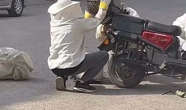 Motosiklette toplanan arıları, özel kıyafetiyle kovana topladı