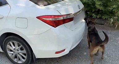 Muğla'da otomobilde 5 kilo 670 gram skunk ele geçirildi: 1 tutuklama