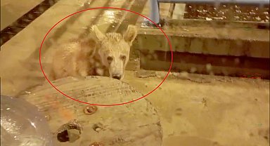 Nöbet tuttuğu güvenlik kulübesinin önüne 2 yavru bozayı geldi