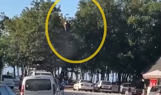Paraşütçünün ağaca kontrollü inişi, çevredekileri endişelendirdi