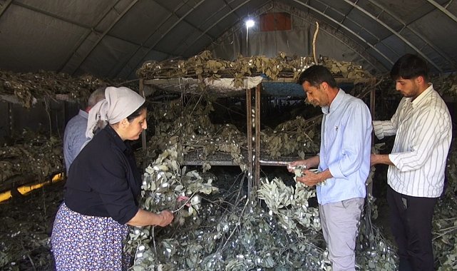 Sason'da ipek böcekçiliği 170 ailenin geçim kaynağı