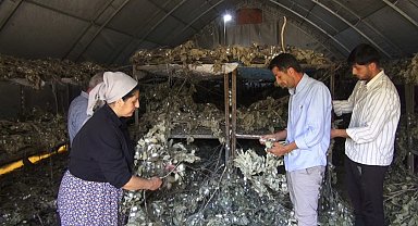 Sason'da ipek böcekçiliği 170 ailenin geçim kaynağı