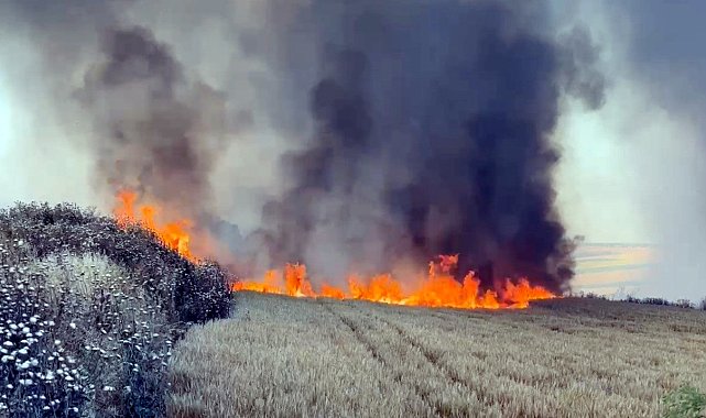 Tekirdağ'da yangın; 300 dönüm buğday ekili alan zarar gördü