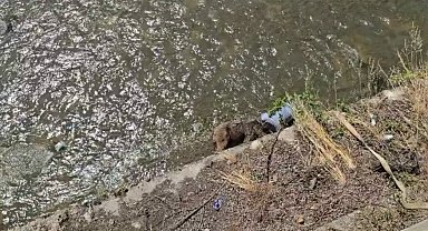 Tünelde otomobilin çarptığı bozayı, kaçarken çaya düştü
