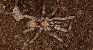 Türkiye'nin yeni tarantula türü tescillendi
