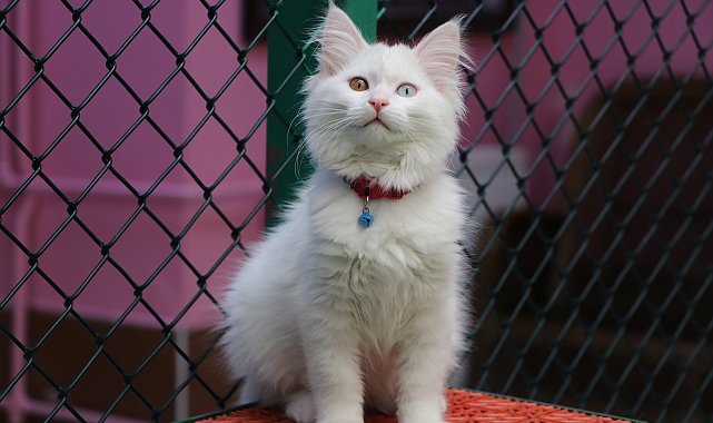 Van Kedi Villası'nda ilk dönem doğumlarda 100 yavru, bayramda 50 bin ziyaretçi