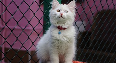 Van Kedi Villası'nda ilk dönem doğumlarda 100 yavru, bayramda 50 bin ziyaretçi