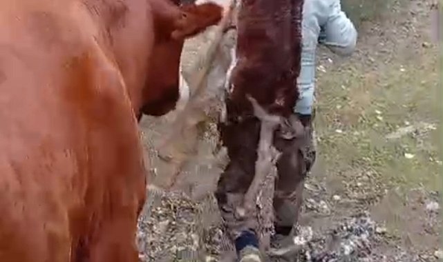 Yeni doğan buzağıyı sırtında taşıdı
