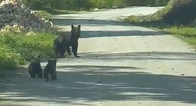 Yola inen bozayı ile 2 yavrusu görüntülendi
