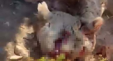 'Elle beslenen ayıların davranışları tamamen değişir, bu durum ölümcül riskler barındırır'